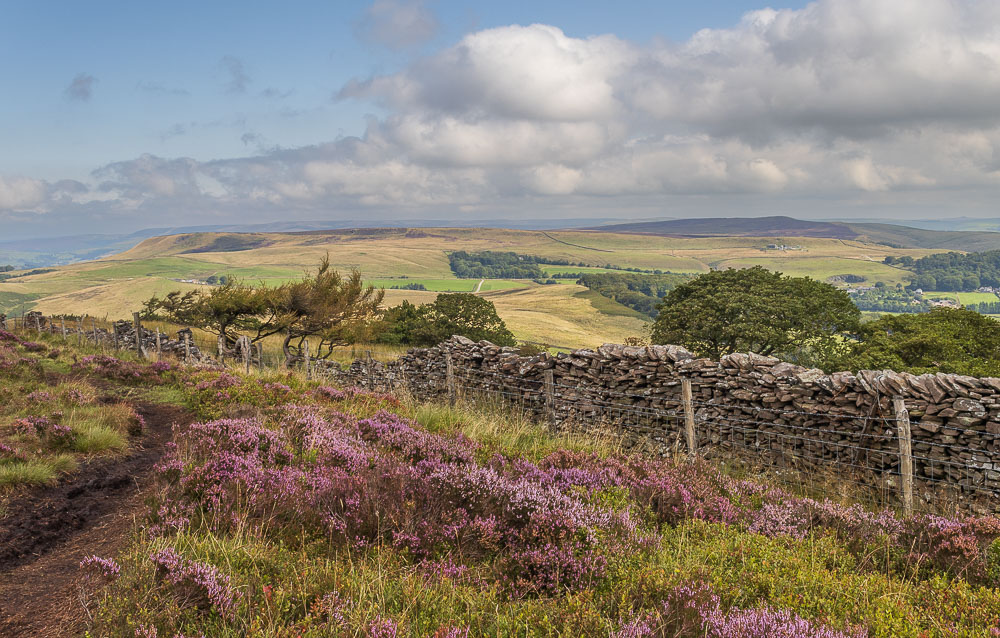 Combs Moss